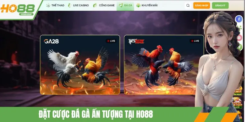 Đặt cược đá gà ấn tượng tại HO88